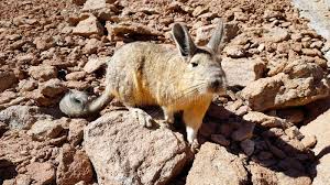 Image result for viscacha