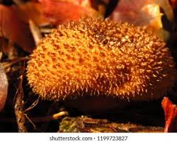 Attēlu rezultāti vaicājumam “Lycoperdon echinatum”