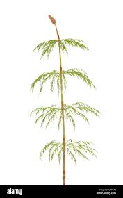 Attēlu rezultāti vaicājumam “Equisetum pratense”