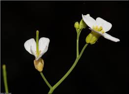 Attēlu rezultāti vaicājumam “Cardaminopsis arenosa flower”