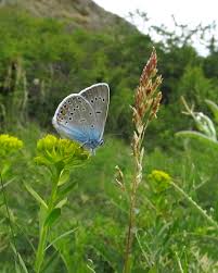Attēlu rezultāti vaicājumam “Agrodiaetus amandus female”