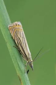 Attēlu rezultāti vaicājumam “Psychidae”