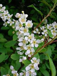Attēlu rezultāti vaicājumam “Prunus (bird-cherry tree)”