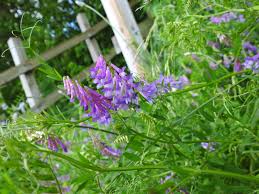 Attēlu rezultāti vaicājumam “Vicia cracca leaf”