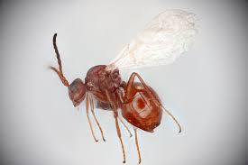 Attēlu rezultāti vaicājumam “Liposthenes glechomae”