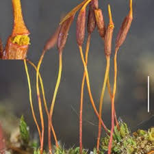 Attēlu rezultāti vaicājumam “Breidleria pratensis”