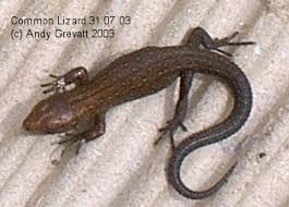 Attēlu rezultāti vaicājumam “Lacerta vivipara juvenile”