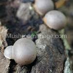 Attēlu rezultāti vaicājumam “Lycogala flavofuscum spores”