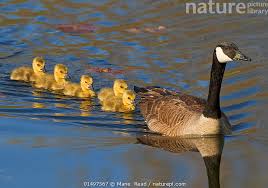 Attēlu rezultāti vaicājumam “Branta canadensis adult”