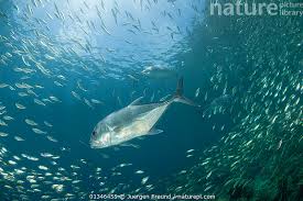Image result for Caranx ignobilis