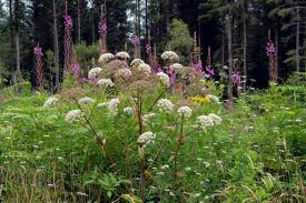 Attēlu rezultāti vaicājumam “Angelica sylvestris”