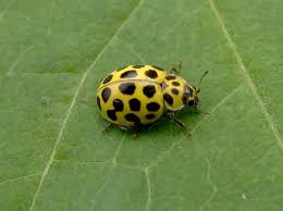 Attēlu rezultāti vaicājumam “Psyllobora vigintiduopunctata”