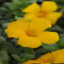 Attēlu rezultāti vaicājumam “Portulaca oleracea”