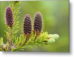 Attēlu rezultāti vaicājumam “Abies balsamea”