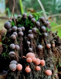 Attēlu rezultāti vaicājumam “Lycogala roseosporum spores”