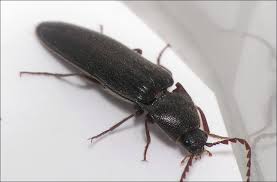 Attēlu rezultāti vaicājumam “Athous sp.”