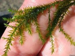 Attēlu rezultāti vaicājumam “Orthotrichum cupulatum var. riparium”