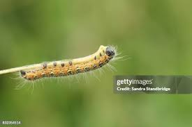 Attēlu rezultāti vaicājumam “Phalera bucephala”