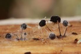 Attēlu rezultāti vaicājumam “Comatricha fragilis stalked”