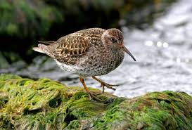 Attēlu rezultāti vaicājumam “Calidris maritima adult”