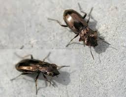 Attēlu rezultāti vaicājumam “Notiophilus palustris”