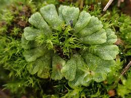 Attēlu rezultāti vaicājumam “Riccia glauca”