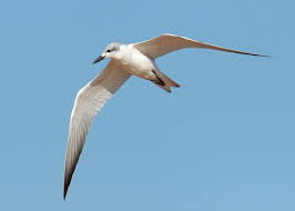 Image result for Gelochelidon nilotica