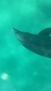 Image result for Belfairs Dolphins Snorkelling Club