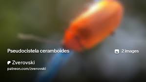 Attēlu rezultāti vaicājumam “Pseudocistela ceramboides”