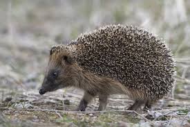 Attēlu rezultāti vaicājumam “Erinaceus sp.”