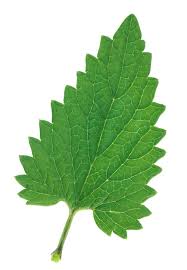 Attēlu rezultāti vaicājumam “Melissa officinalis leaf”