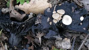 Attēlu rezultāti vaicājumam “Asterophora lycoperdoides”