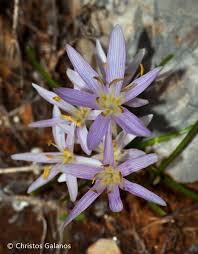 Attēlu rezultāti vaicājumam “Colchicum szovitsii subsp. szovitsii flower”