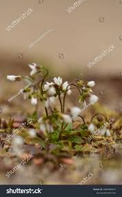 Attēlu rezultāti vaicājumam “Erophila verna fruit”
