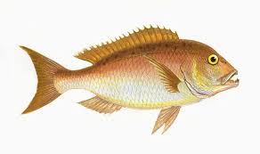 Image result for Dentex dentex