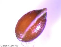 Attēlu rezultāti vaicājumam “Luzula luzuloides fruit”