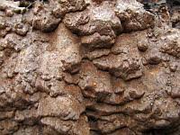 Attēlu rezultāti vaicājumam “Phellinus ferrugineofuscus”