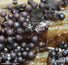 Attēlu rezultāti vaicājumam “Lamproderma nigrescens”