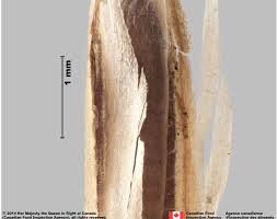 Attēlu rezultāti vaicājumam “Bromus hordeaceus subsp. hordaceus fruit”