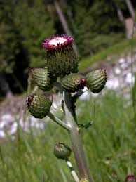 Attēlu rezultāti vaicājumam “Cirsium heterophyllum flower”