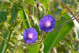 Image result for Ipomoea purpurea