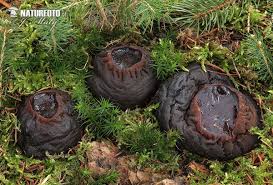 Attēlu rezultāti vaicājumam “Sarcosoma globosum”