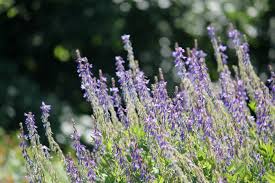 Attēlu rezultāti vaicājumam “Galega orientalis bud”