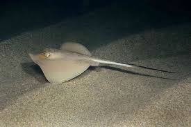 Image result for Dasyatis pastinaca