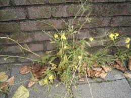 Attēlu rezultāti vaicājumam “Diplotaxis tenuifolia bud”