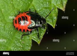 Attēlu rezultāti vaicājumam “Zicrona caerulea nymph”