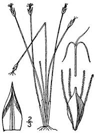 Attēlu rezultāti vaicājumam “Eleocharis quinqueflora”