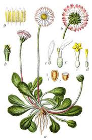 Image result for Bellis perennis