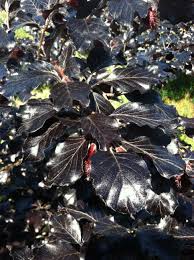 Attēlu rezultāti vaicājumam “Fagus sylvatica fo. purpurea leaf”