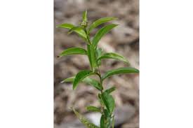 Attēlu rezultāti vaicājumam “Inula salicina”